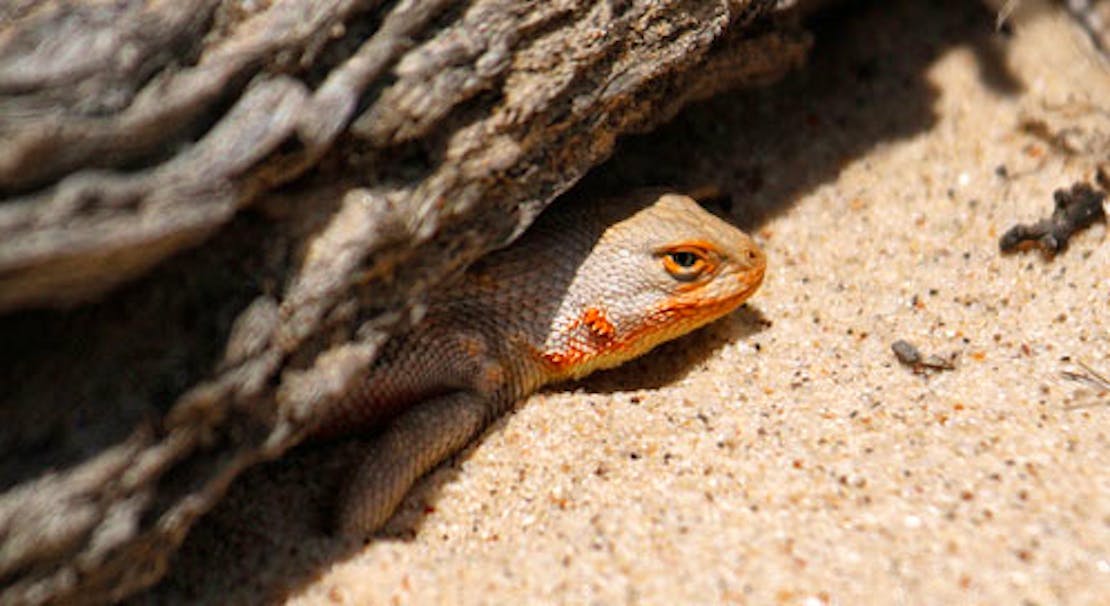 dunes-sagebrush-lizard-Mark-L-Watson-Flickr.jpg