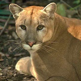 Florida panther