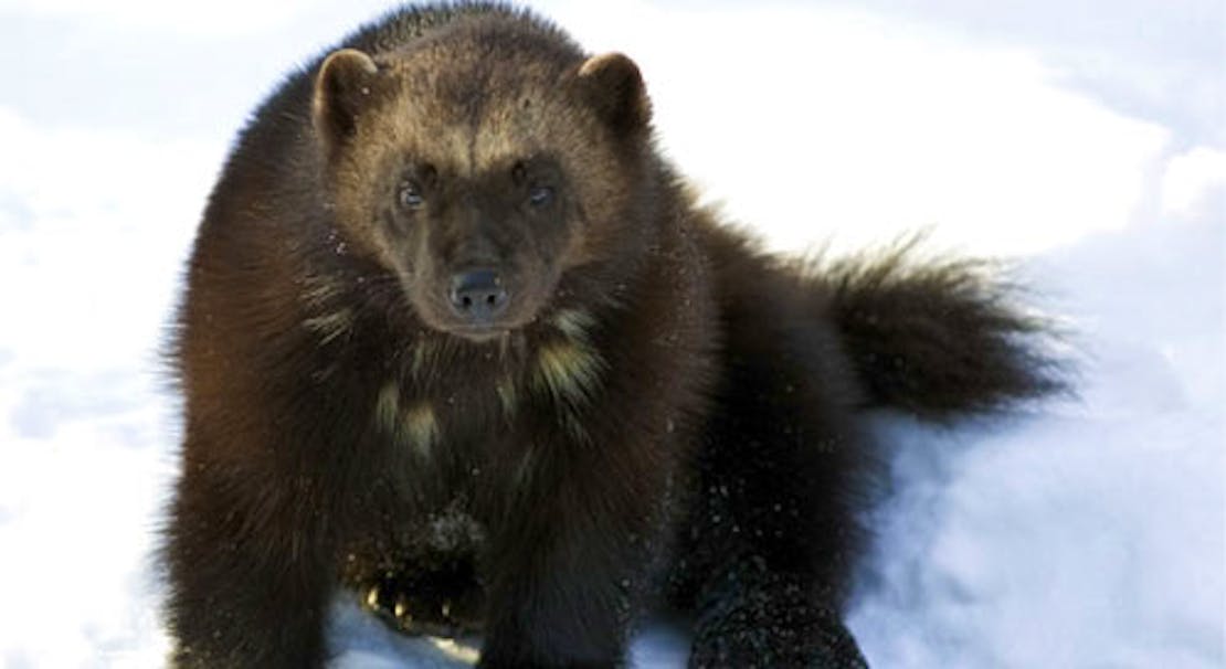 Wolverine in snow