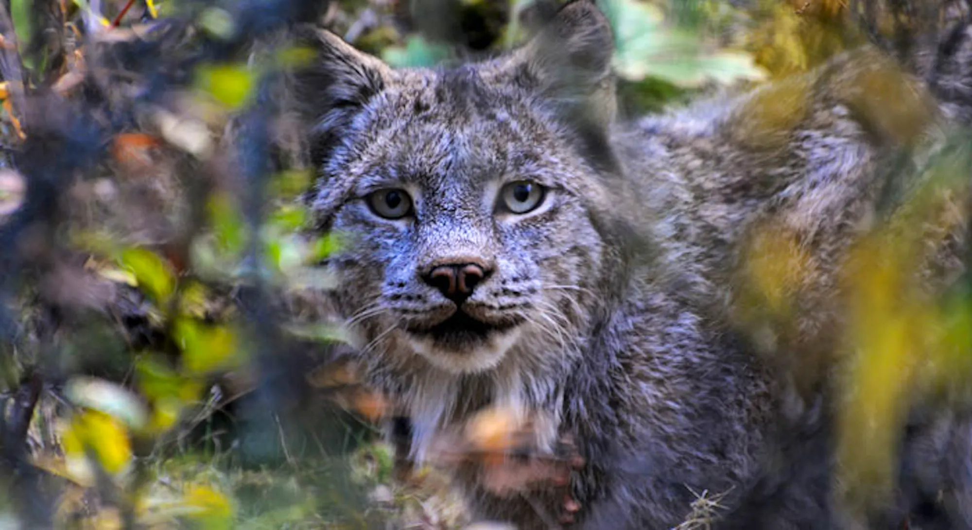 Lynx Colorada Lynx, Bunnies, and Beetles: A Tale from Colorado’s Rio Grande National ...