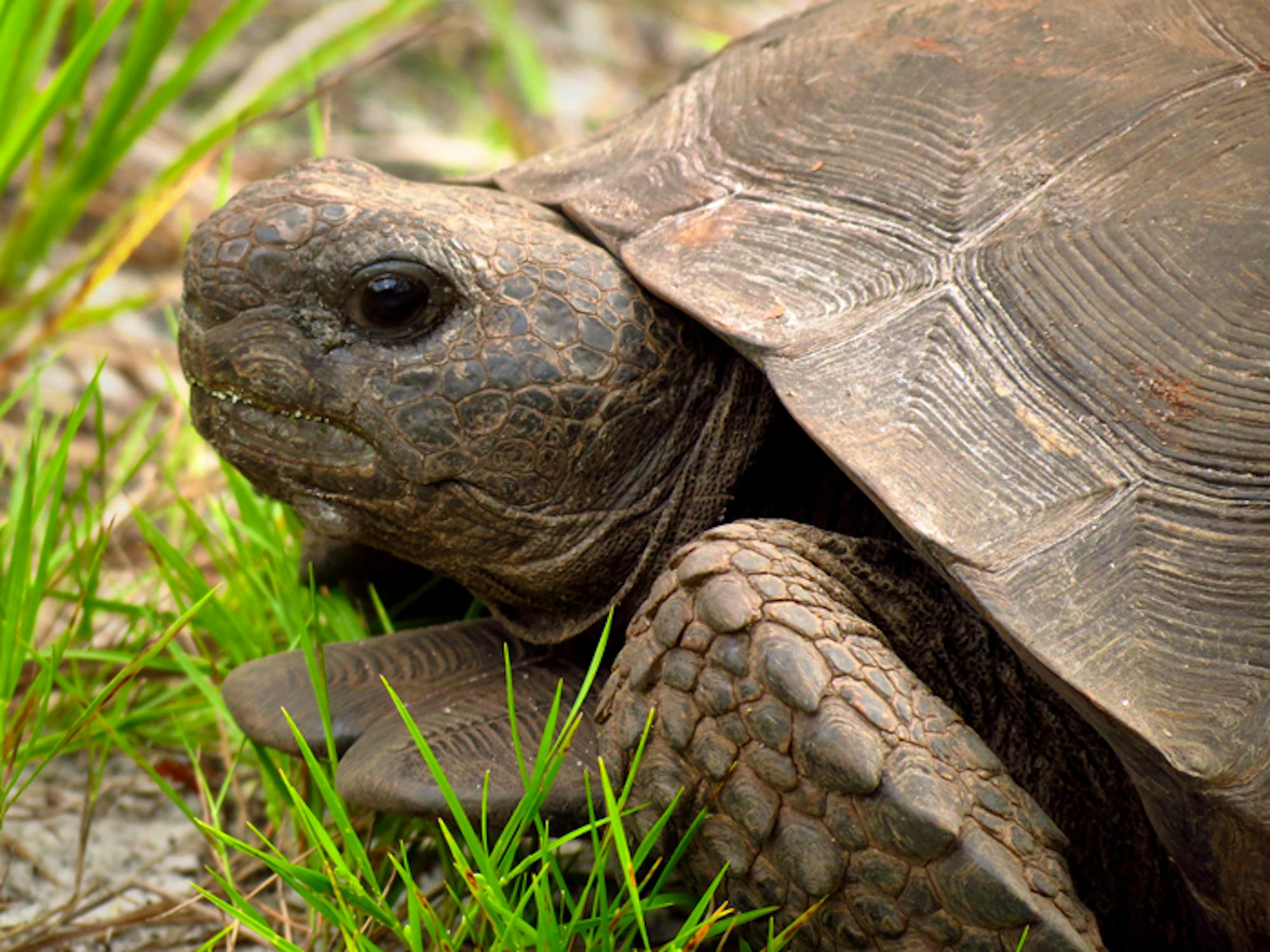 5 Fun Facts about Gopher Tortoises | Defenders of Wildlife