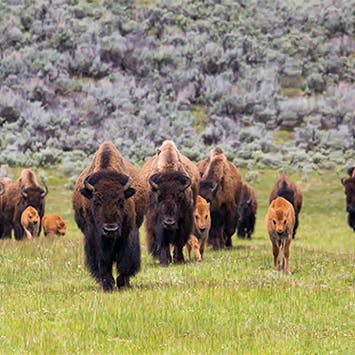 Yellowstone-Bison-Lamar-Valley-Neal-Herbert.jpg