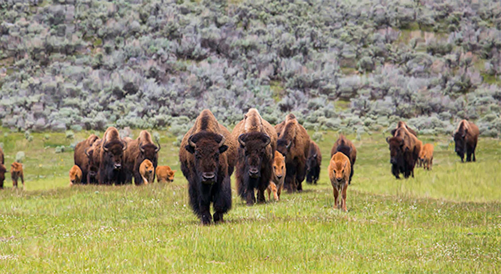 Yellowstone-Bison-Lamar-Valley-Neal-Herbert.jpg