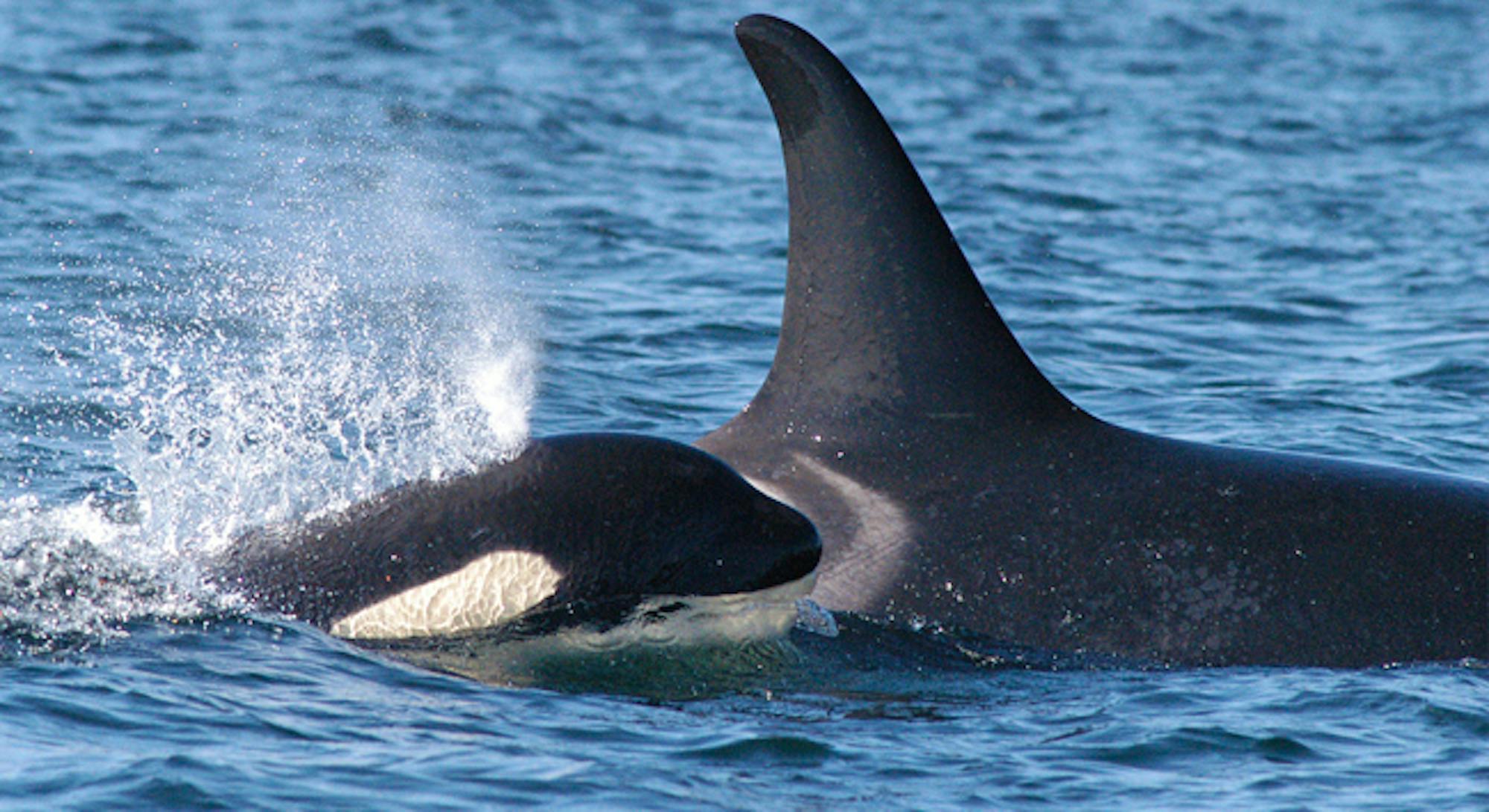 orca and calf