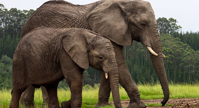 two elephants walking