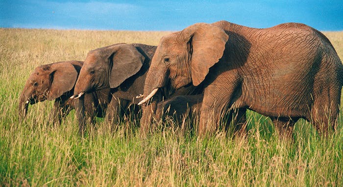 3 elephants side portrait 