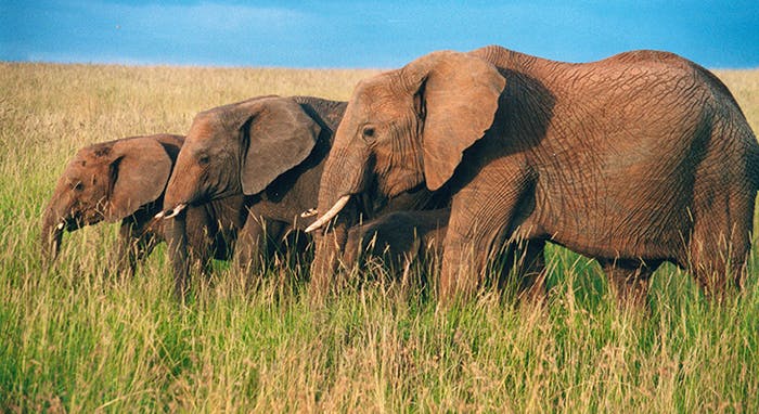 3 elephants side portrait 