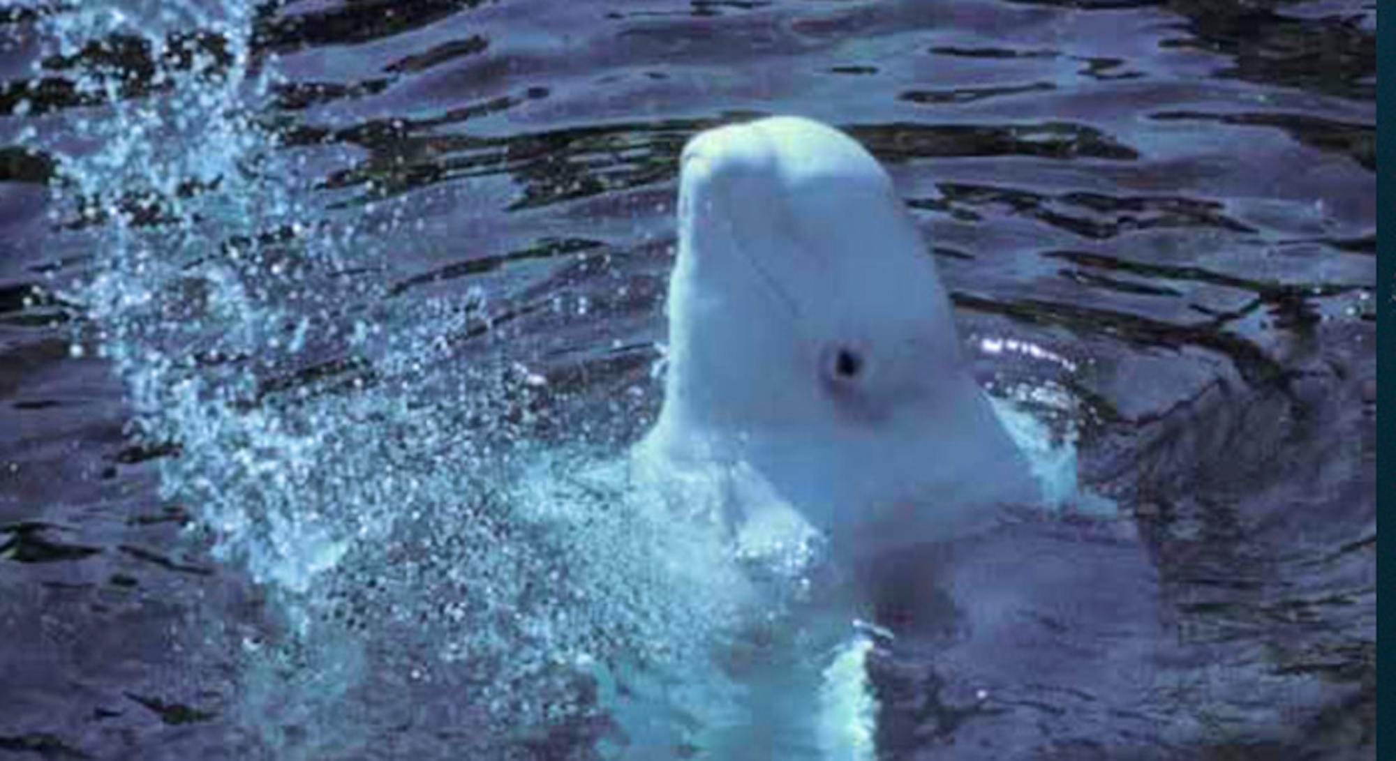 Beluga Whale breaching water