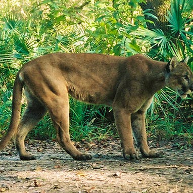 Florida panther
