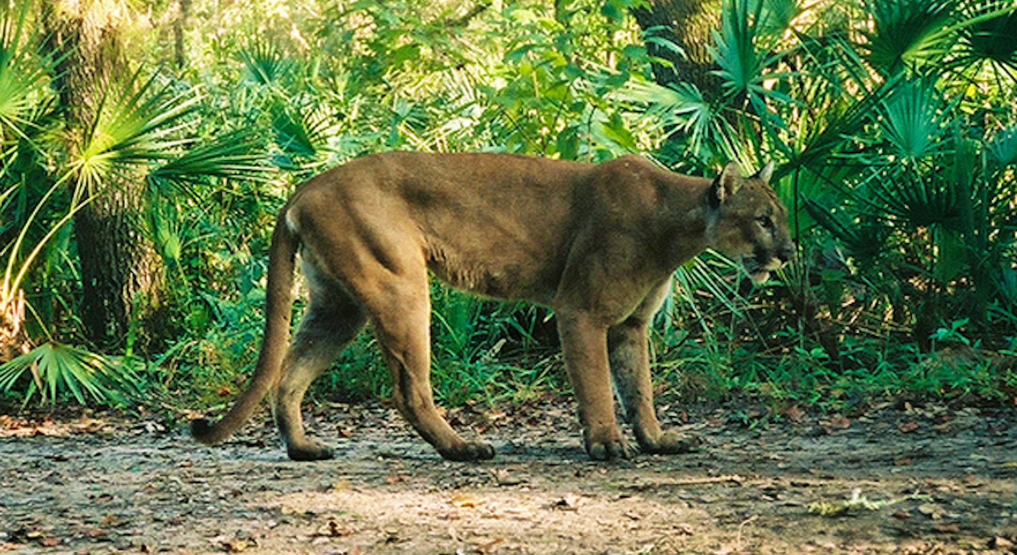 Florida panther