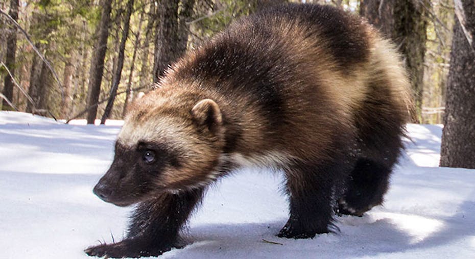 Wolverlines Wolverines: Where They Live and Why They’re Endangered | Defenders of ...