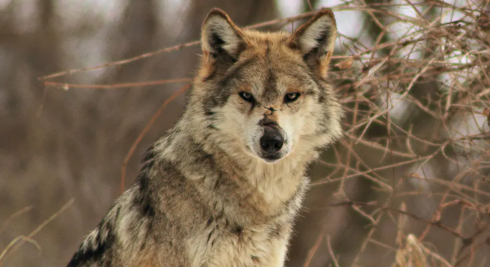 Mexican Gray Wolf