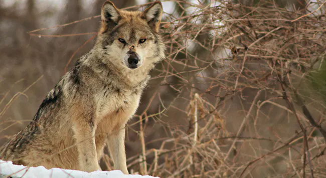 Mexican gray wolf