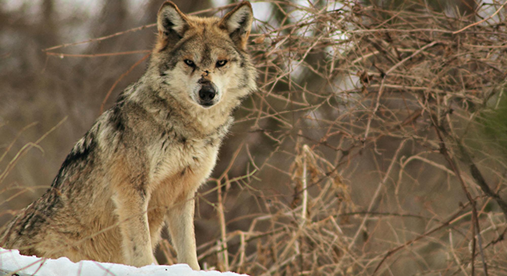 Mexican gray wolf