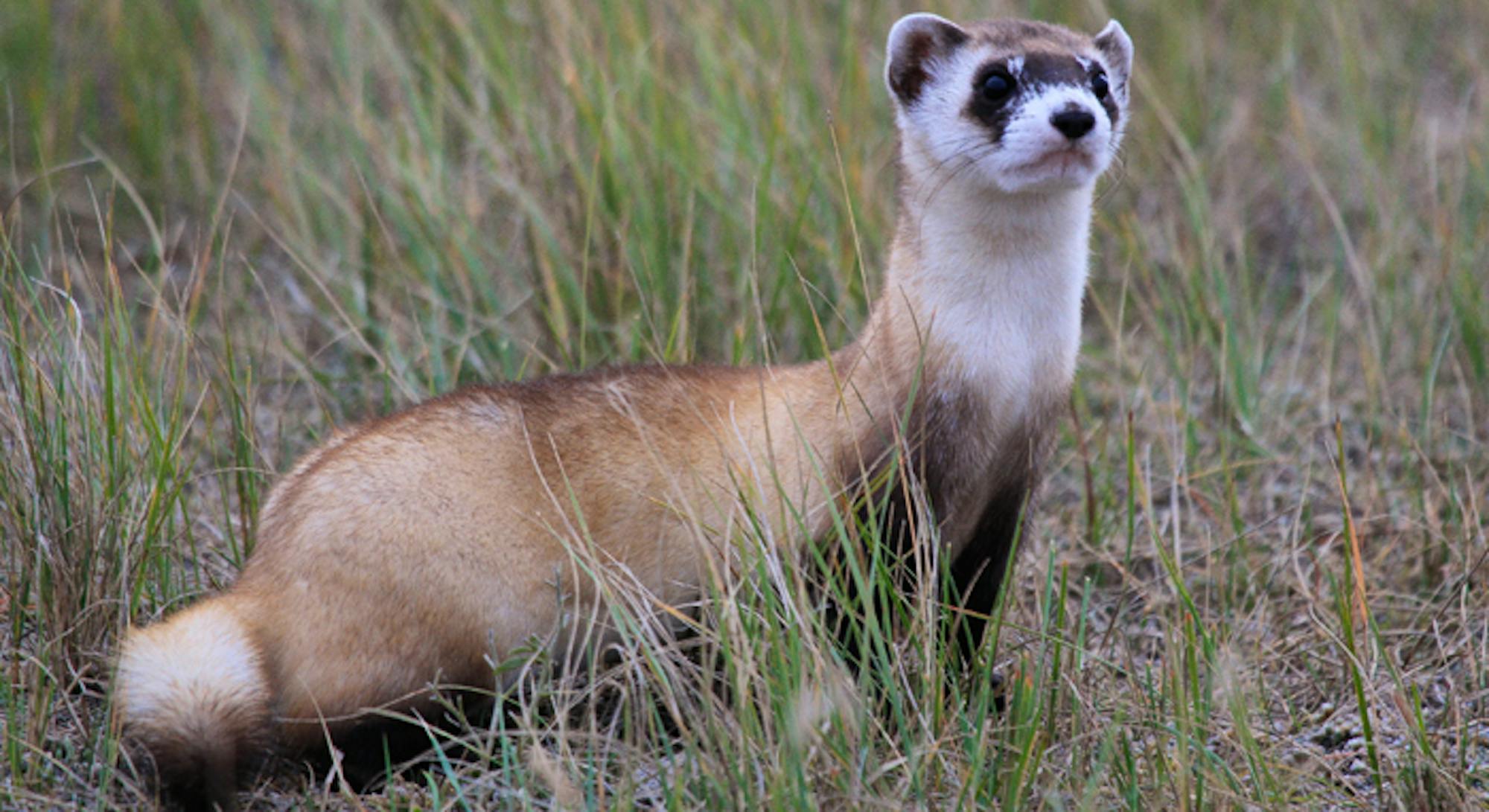 Black-footed ferret