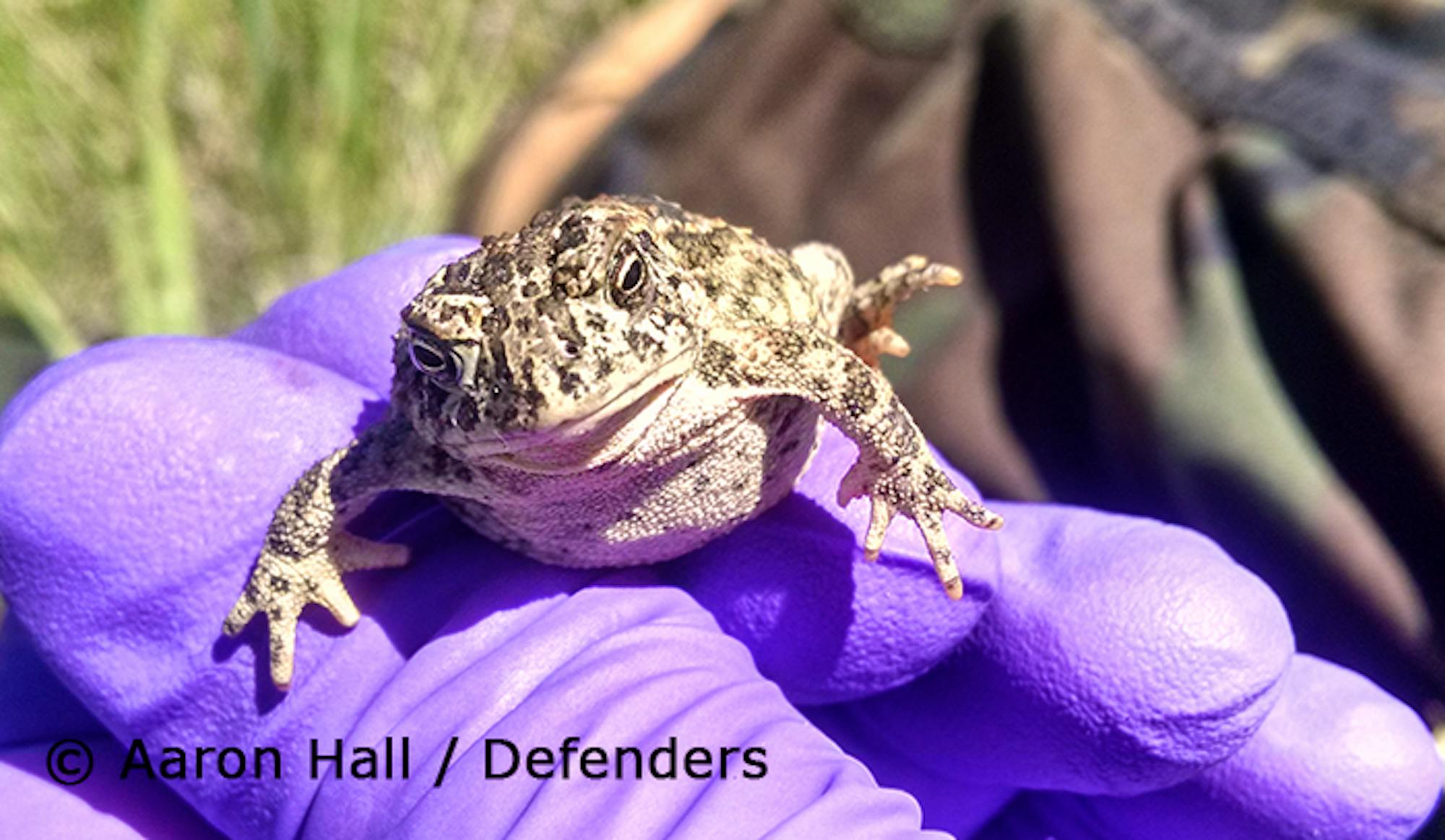 Wyoming Toad