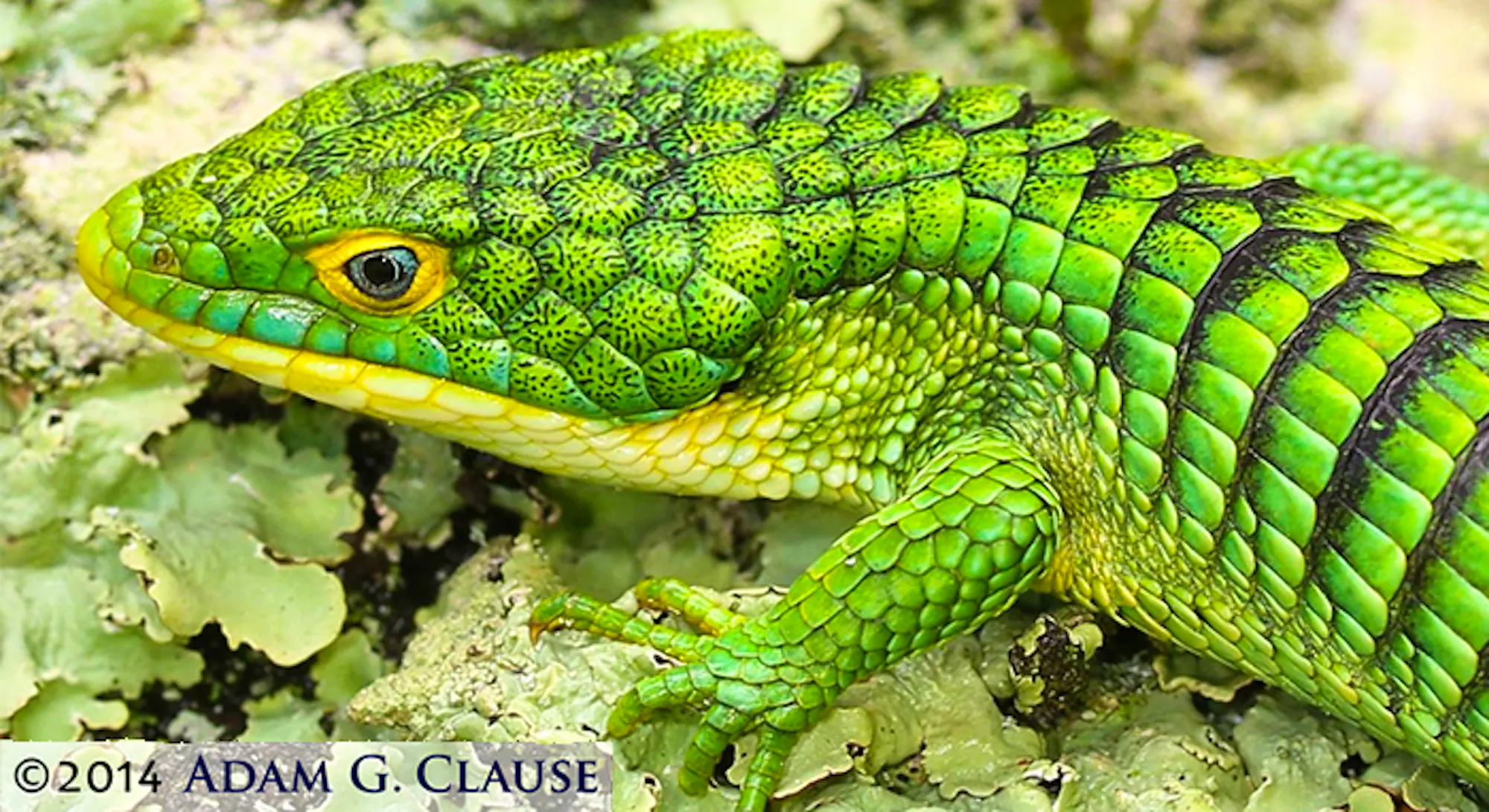 Treble Lizard Of Trade and Tree-Climbing Lizards | Defenders of Wildlife