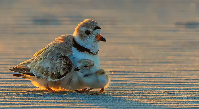 Piping plover mom and chick