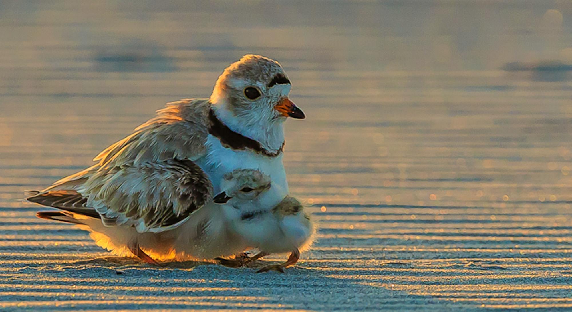 Piping plover mom and chick