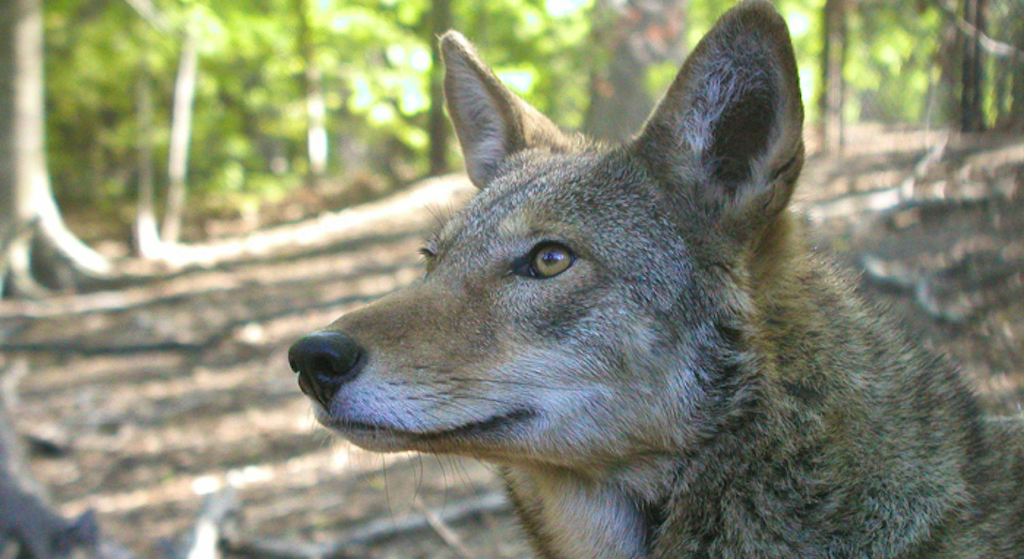 Red Wolf