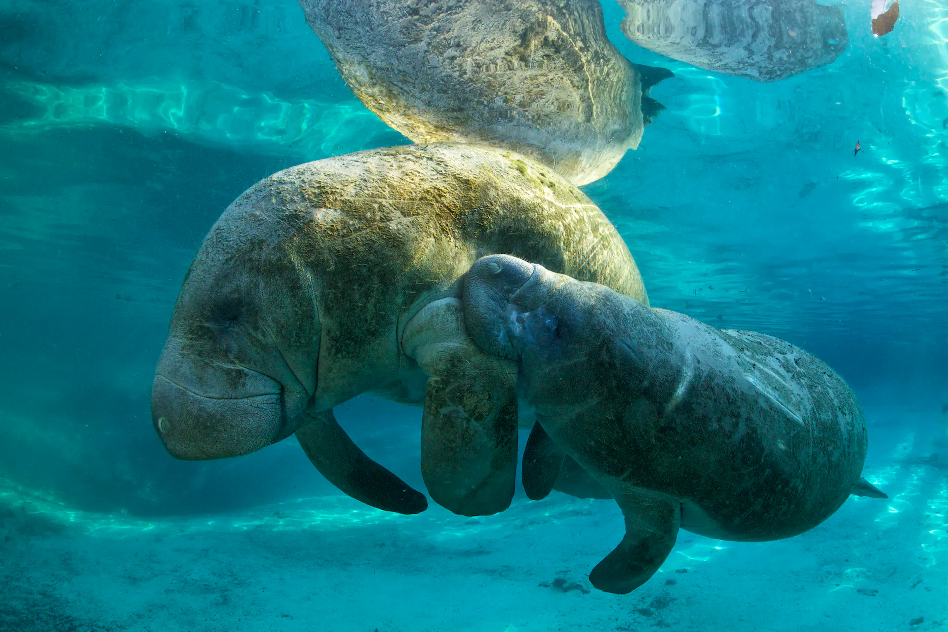Manatee and calf