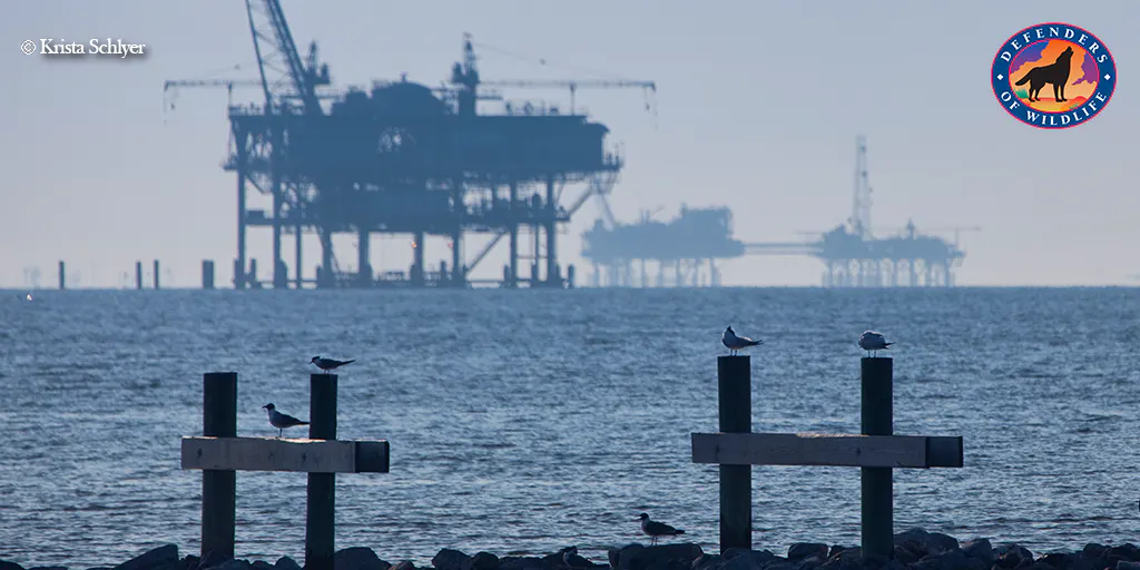 America-First Offshore Energy Executive Order Leaves Our Oceans and ...