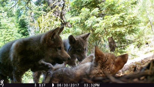 Lassen Pack pups