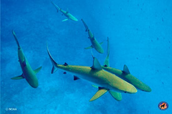 Blood in the Water: Threats loom large for our ocean wildlife