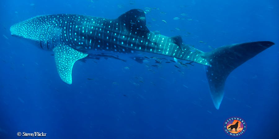 whale shark