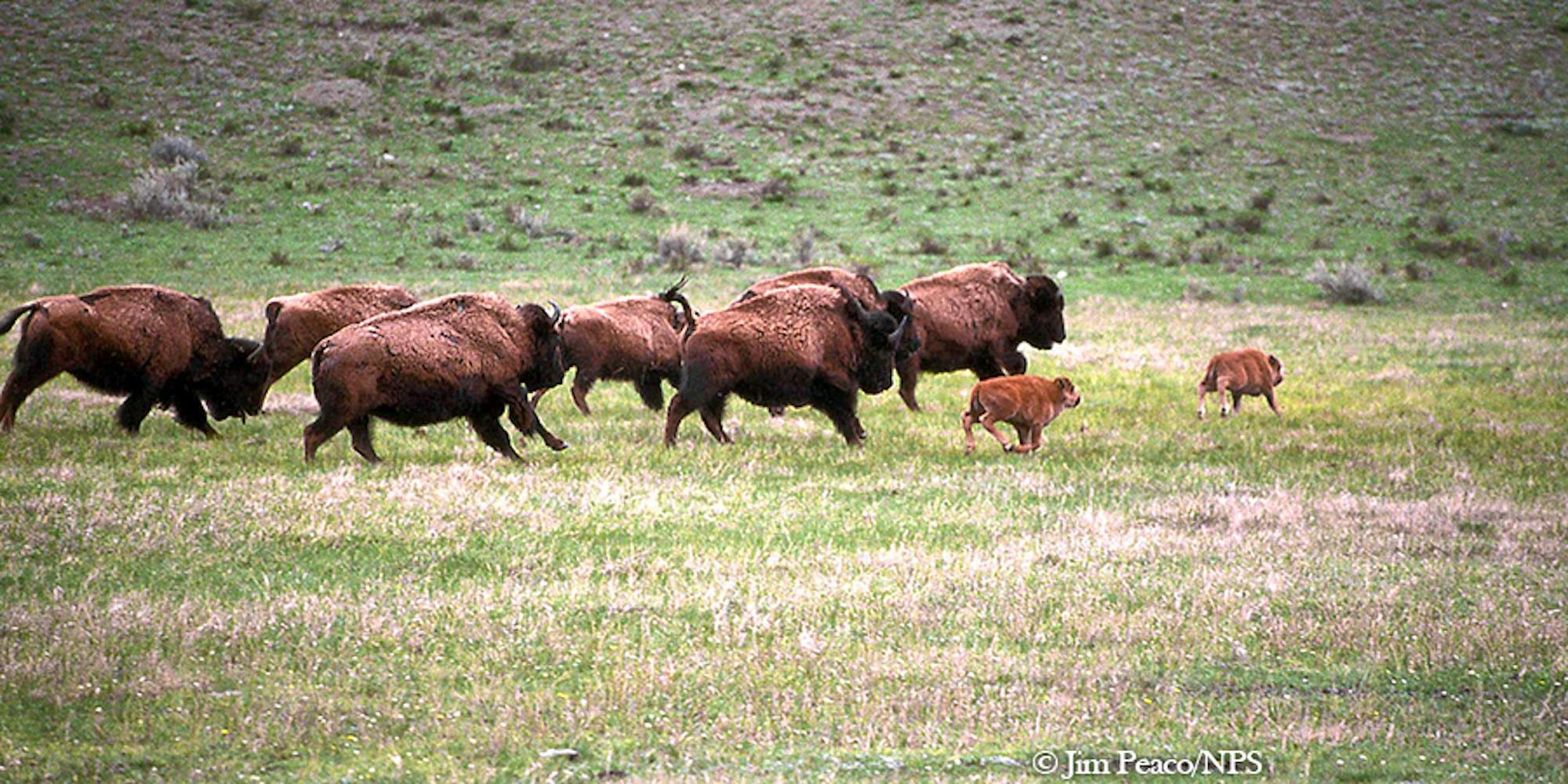 Bison Herd