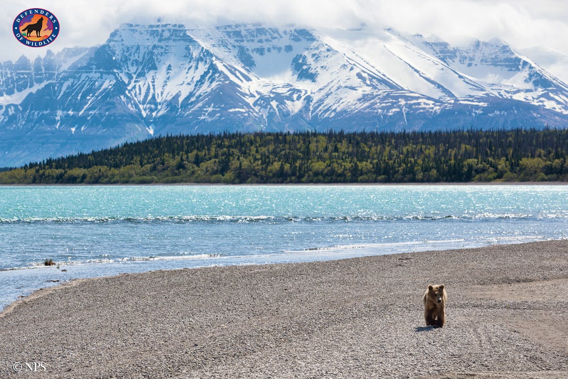 bear katmai