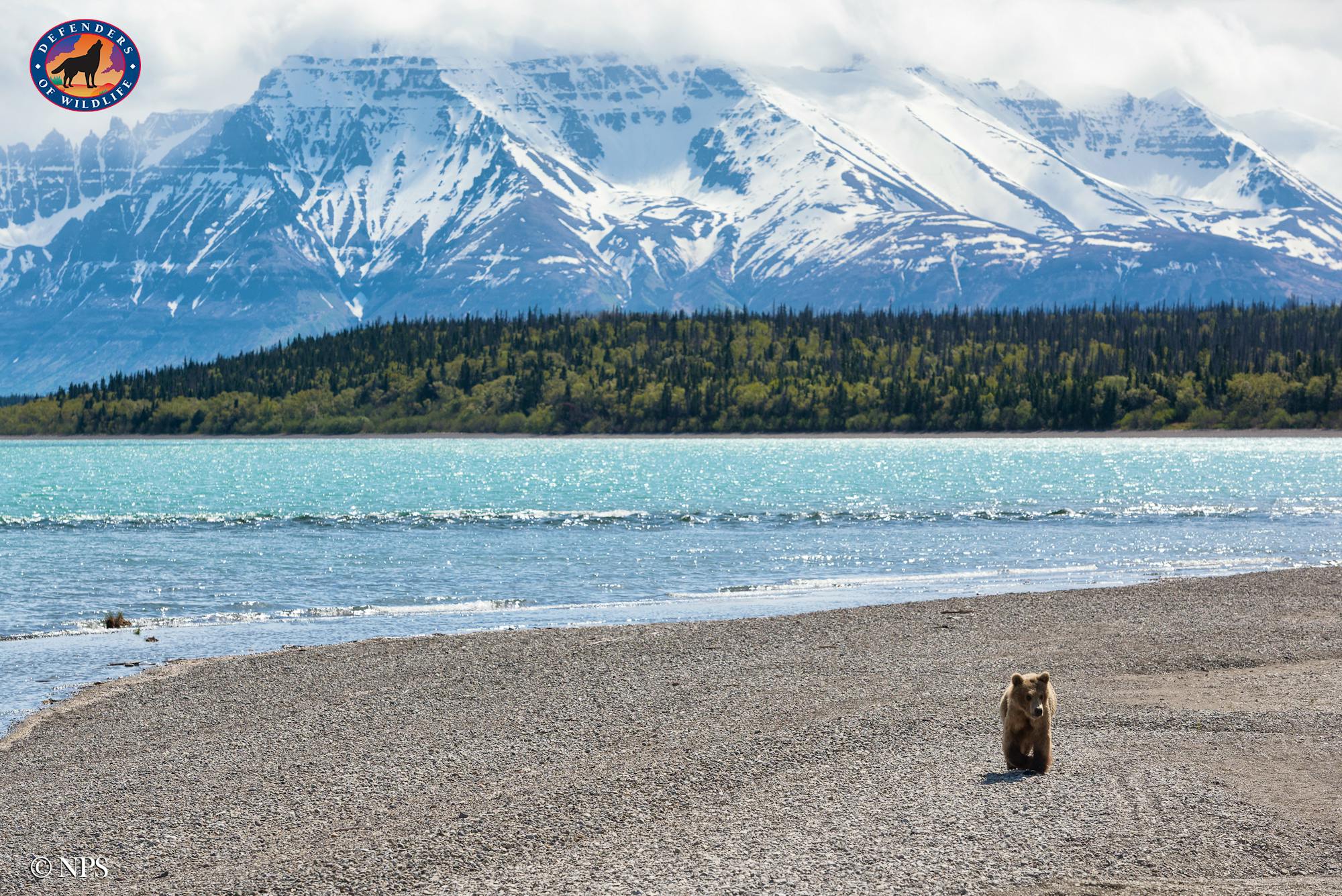 bear katmai