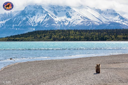 bear katmai